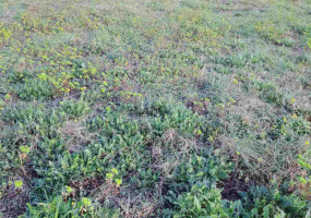 Žminj, Istarska županija, Hrvatska, ,Građevinsko zemljište,Prodaja,1186