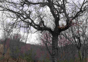 Buzet, Istarska županija, Hrvatska, ,Poljoprivredno zemljište,Prodaja,1187