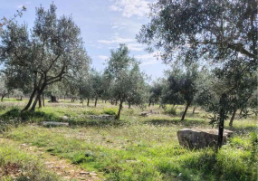 vodnjan, Istarska županija, Hrvatska, ,Poljoprivredno zemljište,Prodaja,1451