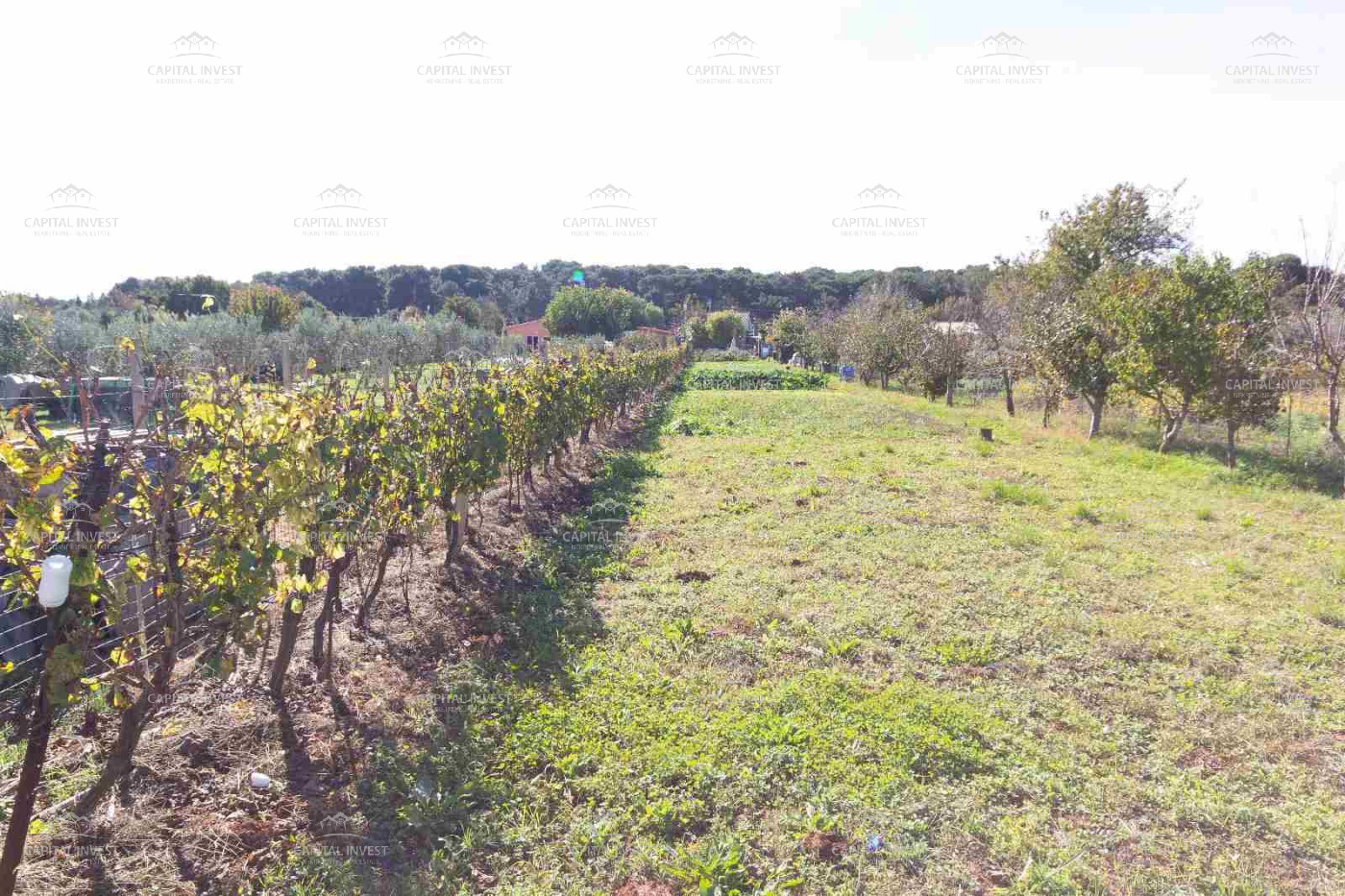 Pula, Istarska županija, Hrvatska, ,Poljoprivredno zemljište,Prodaja,1504